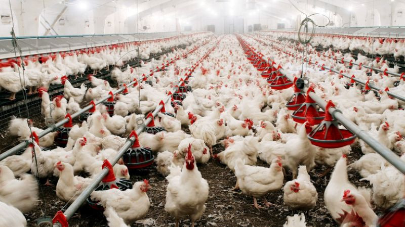 Установиха огнища на птичи грип в обекти в Асеновград и Пазарджишко